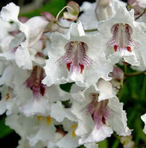 CATALPA