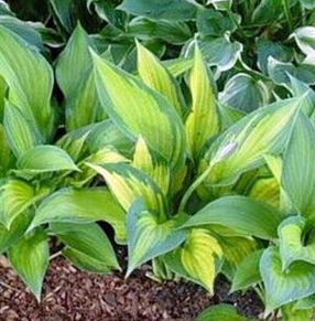 PAUL'S GLORY HOSTA