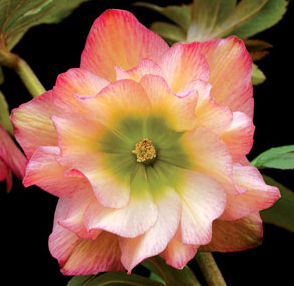 AMBER GEM WINTER JEWELS™ LENTEN ROSE