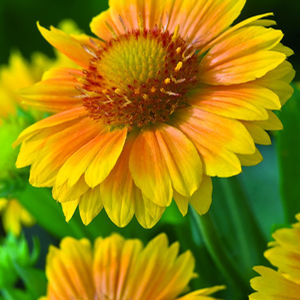 ARIZONA APRICOT BLANKET FLOWER