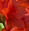 AUTUMN BRAVO® ENCORE® AZALEA