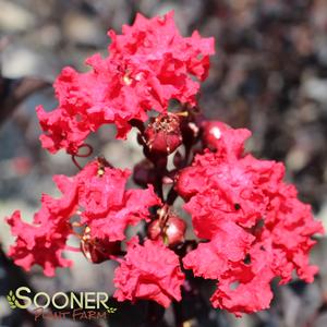 BLACK DIAMOND® CRIMSON RED CRAPEMYRTLE