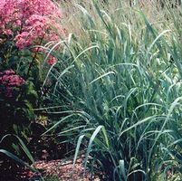 DALLAS BLUES SWITCH GRASS