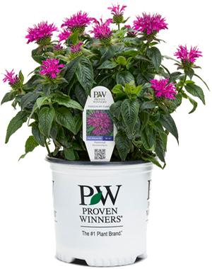 PARDON MY PURPLE BEEBALM