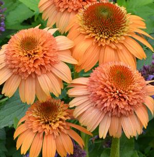 SUPREME™ CANTALOUPE CONEFLOWER