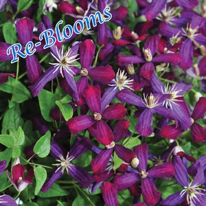 SWEET SUMMER LOVE CLEMATIS