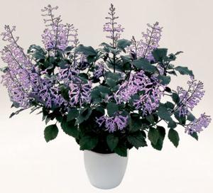 VELVET ELVIS PLECTRANTHUS