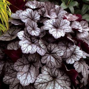 GLITTER CORAL BELLS