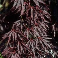 SHERWOOD ELFIN DWARF WEEPING JAPANESE MAPLE