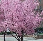 OKAME FLOWERING CHERRY