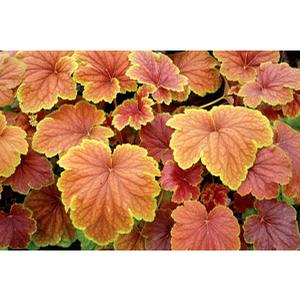 DELTA DAWN CORAL BELLS