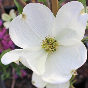 CHEROKEE PRINCESS® DOGWOOD
