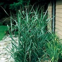 PRAIRIE SKY SWITCH GRASS