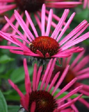 BURGUNDY FIREWORKS CONEFLOWER