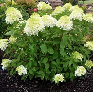 TIDAL WAVE™ HYDRANGEA