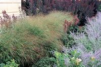 RED ROTSTRAHIBUSCH SWITCH GRASS