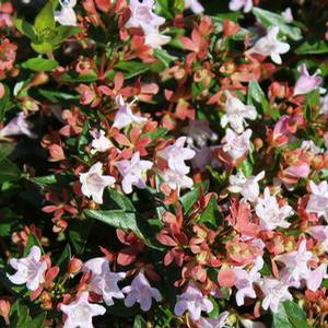 RASPBERRY PROFUSION™ ABELIA