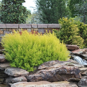 GOLD THREAD™ SPIRAEA