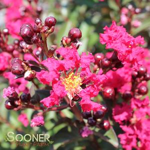 DOUBLE FEATURE® CRAPEMYRTLE