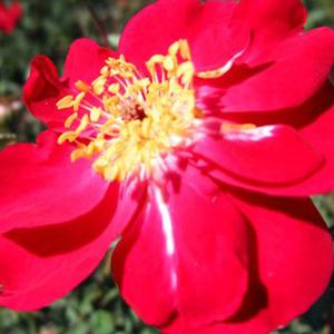 MARTHA GONZALES ANTIQUE ROSE