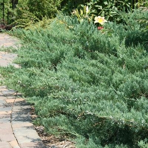 GREY GUARDIAN™ JUNIPER