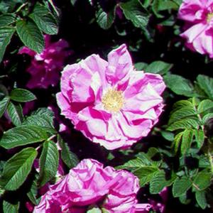 PURPLE PAVEMENT SHRUB ROSE