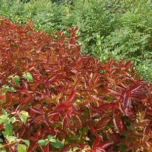 WINGS OF FIRE WEIGELA