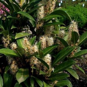 RUSSIAN LAUREL