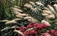 FOUNTAIN GRASS