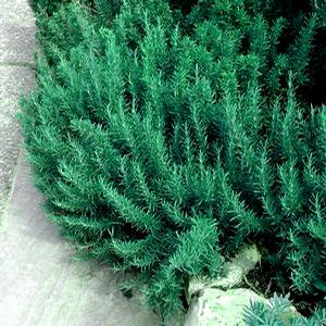 PROSTRATE ROSEMARY