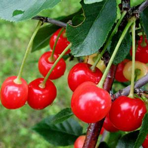 METEOR SOUR CHERRY