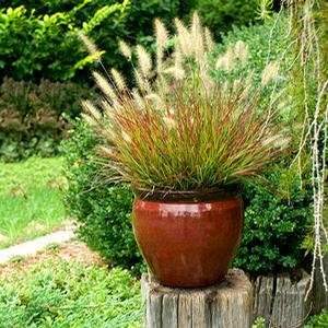 BURGUNDY BUNNY DWARF FOUNTAIN GRASS