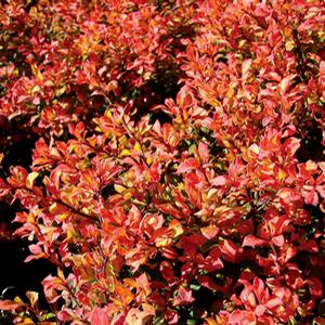 DAYBREAK BARBERRY