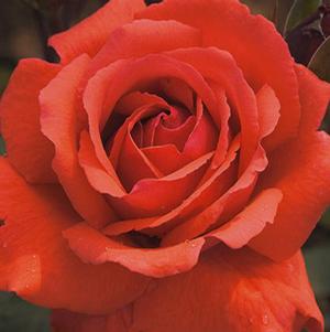 FRAGRANT CLOUD HYBRID TEA ROSE