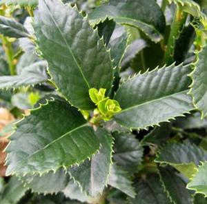 LIBERTY™ RED HOLLY