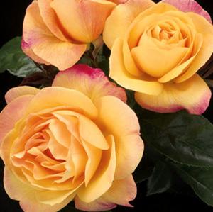 STRIKE IT RICH™ SHRUB ROSE