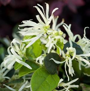 JADE CONFETTI™ LOROPETALUM