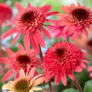 RASPBERRY TRUFFLE™ CONEFLOWER
