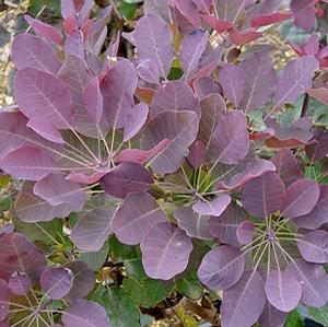 PURPLE SUPREME SMOKETREE