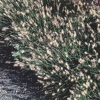 LITTLE BUNNY DWARF FOUNTAIN GRASS
