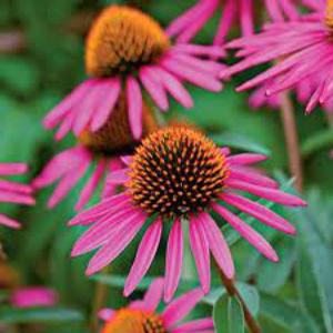 PICA BELLA CONEFLOWER