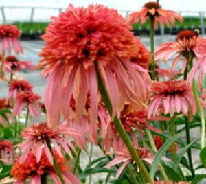 GUAVA ICE™ CONEFLOWER