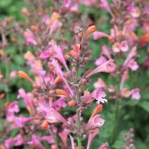 KUDOS™ AMBROSIA HYSSOP