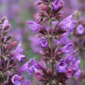 VIOLET VISION HYSSOP