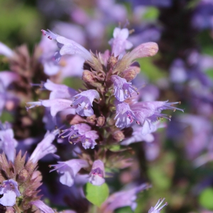 KUDOS™ SILVER BLUE HYSSOP