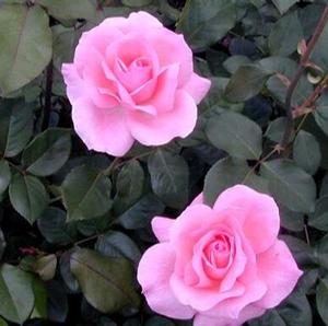 QUEEN ELIZABETH ROSE
