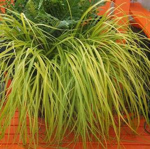EVERILLO SEDGE