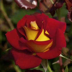 KETCHUP & MUSTARD™ FLORIBUNDA ROSE