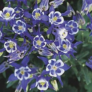 WINKY BLUE & WHITE COLUMBINE