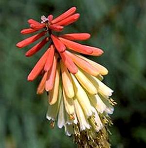 FLAMENCO RED HOT POKER